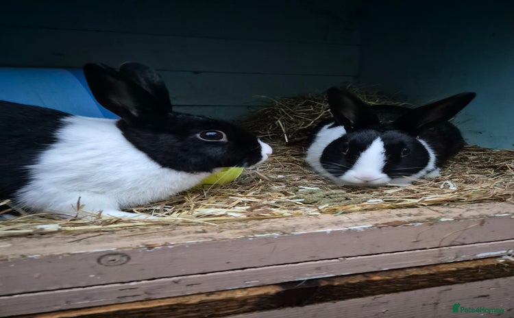 Dutch rabbits - Advert 3