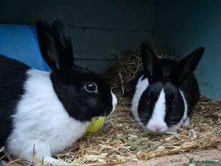 Dutch rabbits - Advert 6