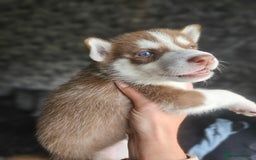 Siberian Husky dogs for sale: Gorgeous Litter of Husky Puppies - Image 6