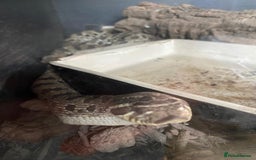 Snake reptiles for sale: Western Hognose Snake - Image 4