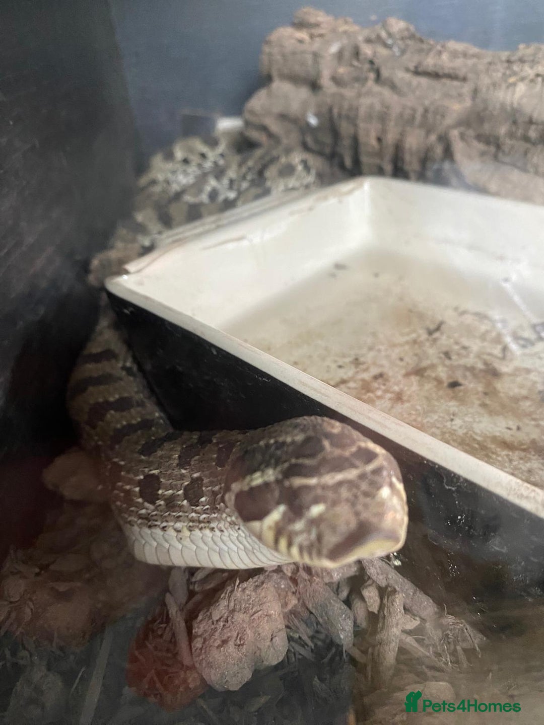 Snake reptiles for sale: Western Hognose Snake - Image 4