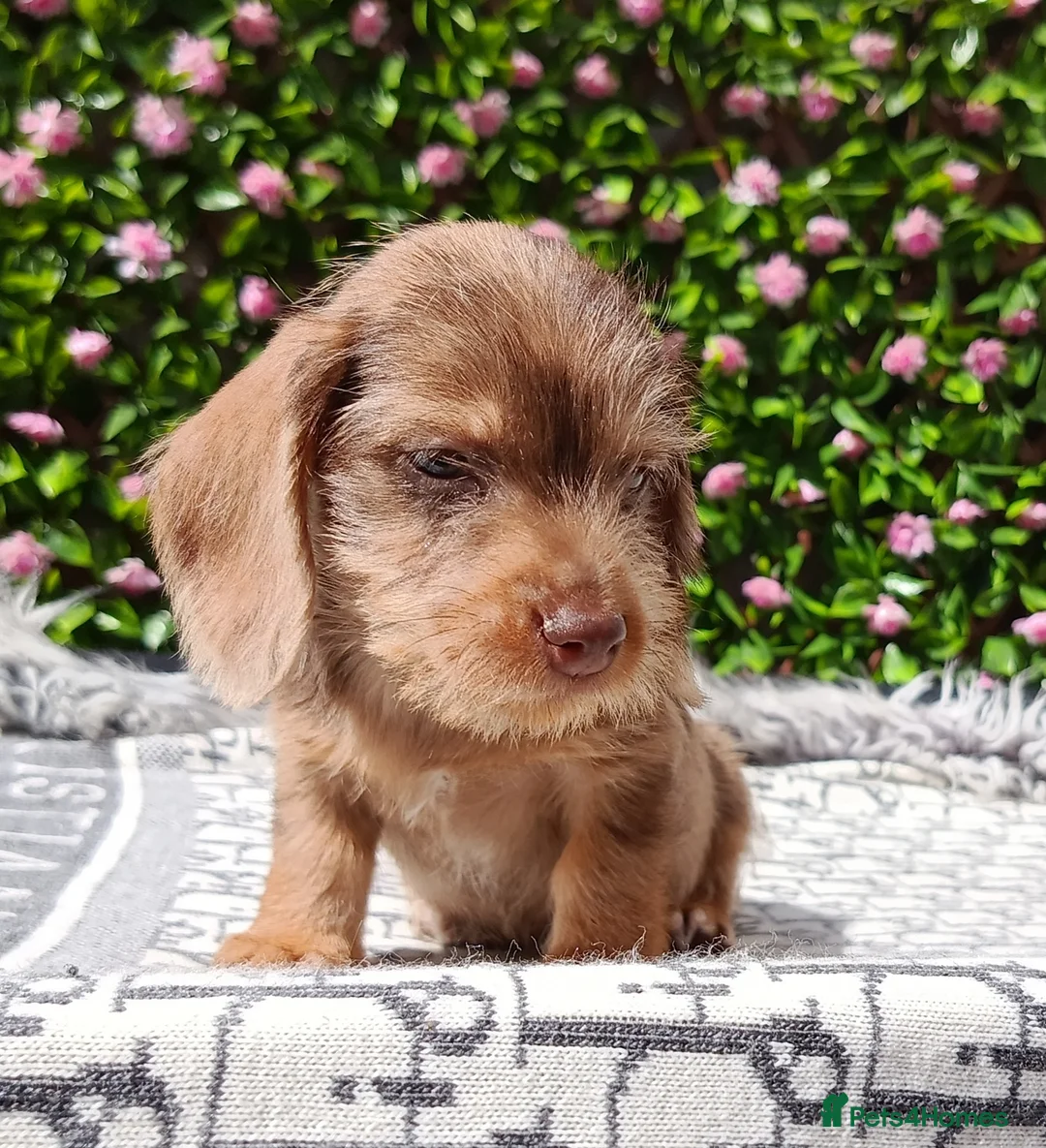 Dachshund dogs for sale: QUALITY MINIWIRE HAIR KC LAFORA PRA CLR - Advert 10