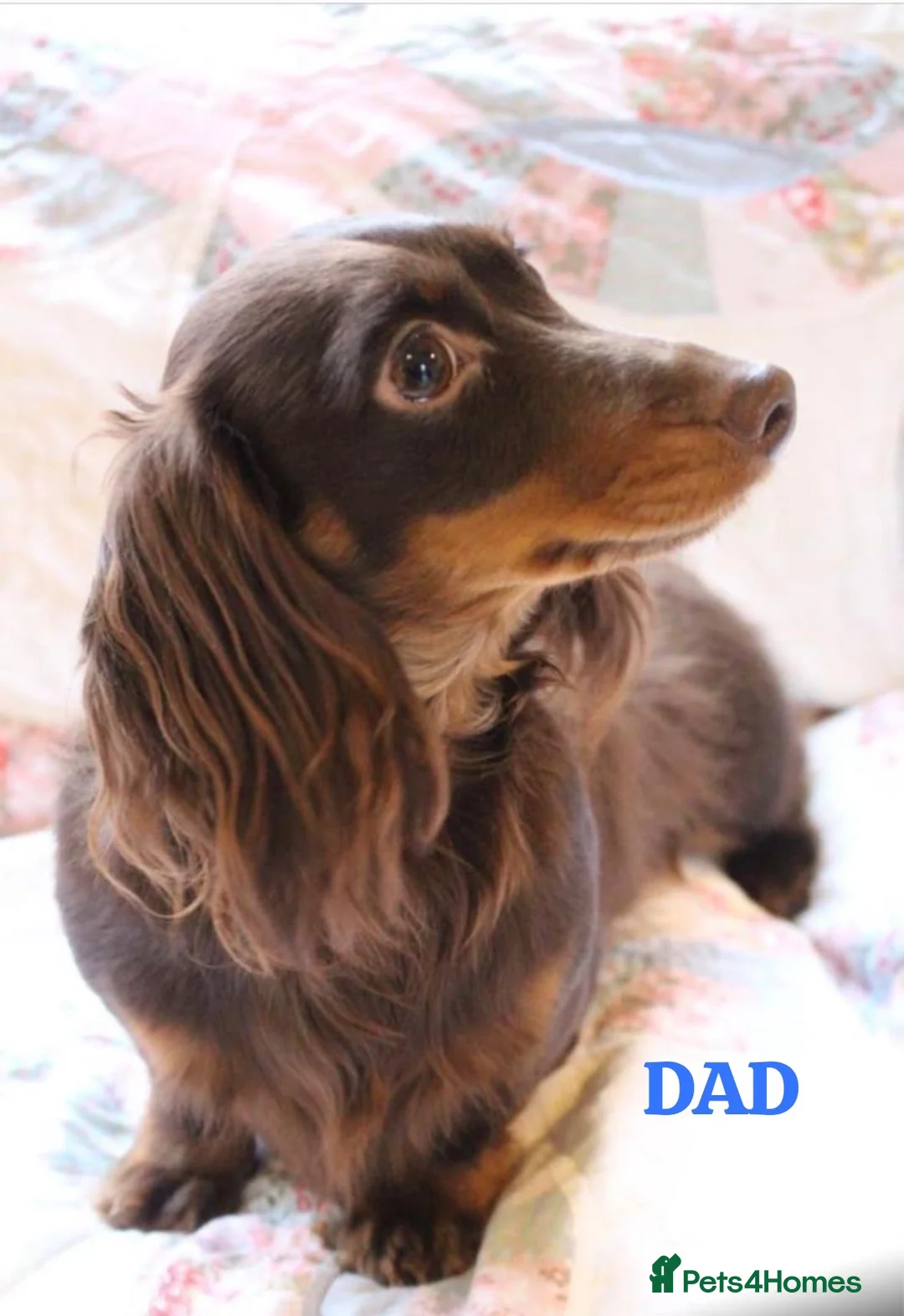 Miniature Dachshund dogs for sale: Stunning miniature dachshund puppies  in Sittingbourne - Advert 13