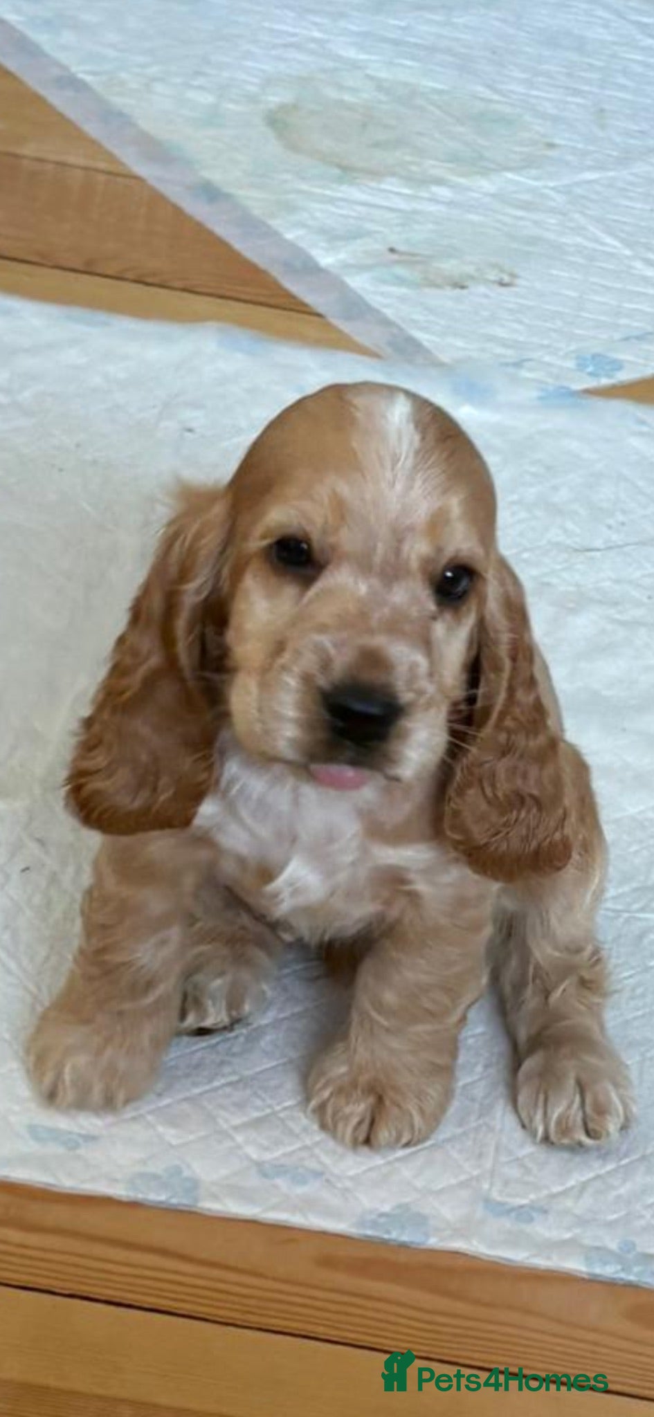 Cocker Spaniel dogs Last one 💗 Beautiful Show Cocker Spaniels  - Advert 5
