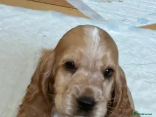 Cocker Spaniel dogs Last one 💗 Beautiful Show Cocker Spaniels - Advert 5