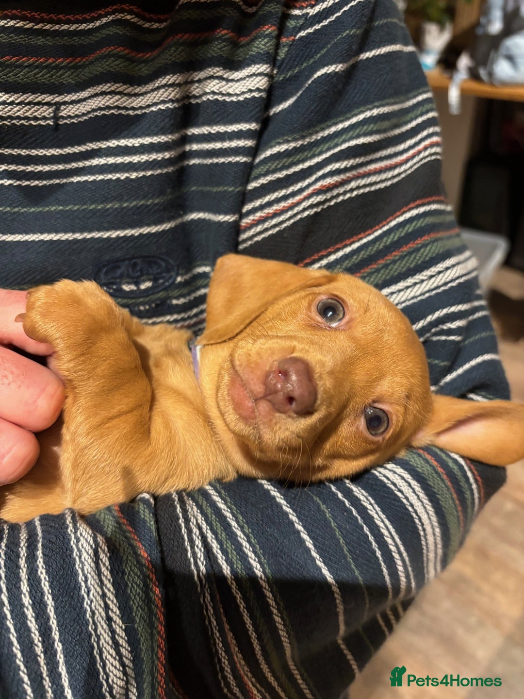 Miniature Dachshund dogs for sale: Full of fun Miniature Dachshunds  - Advert 14