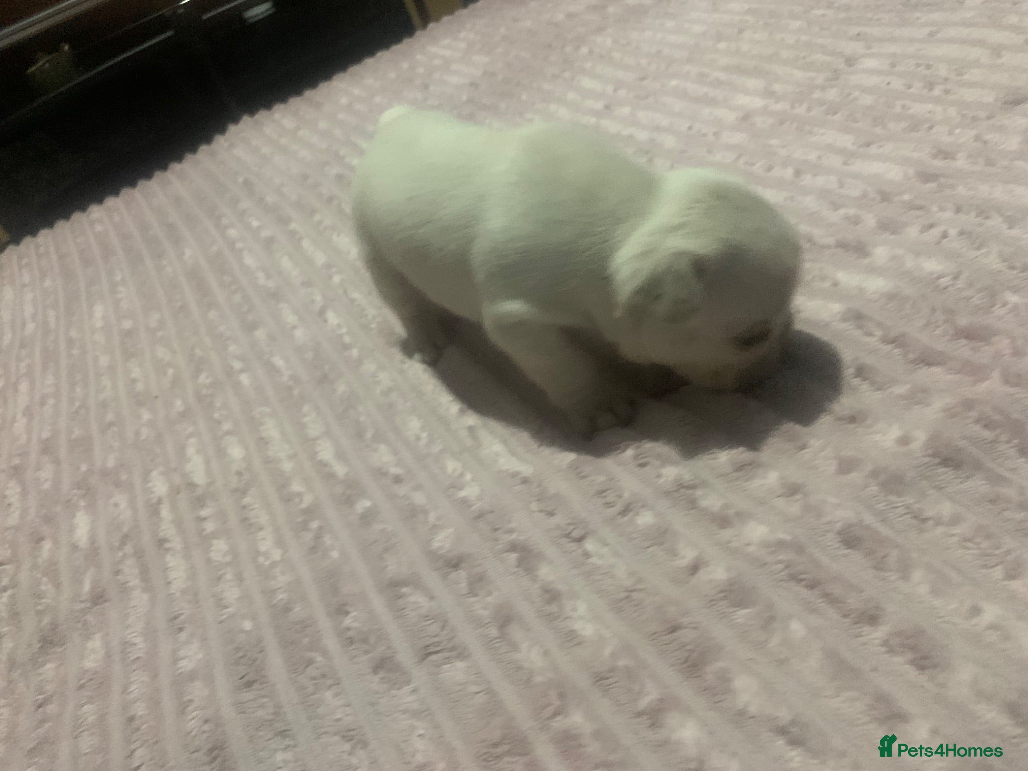 French Bulldog dogs Stunning French Bulldog Puppies*REASONABLE PRICES* - Advert 16