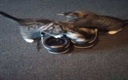 Mixed Breed cats for sale: 3 ADORABLE STRIPEY FURBALLS  - Image 9