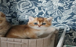 British Shorthair cats for sale: Beautiful Golden girls  - Image 2