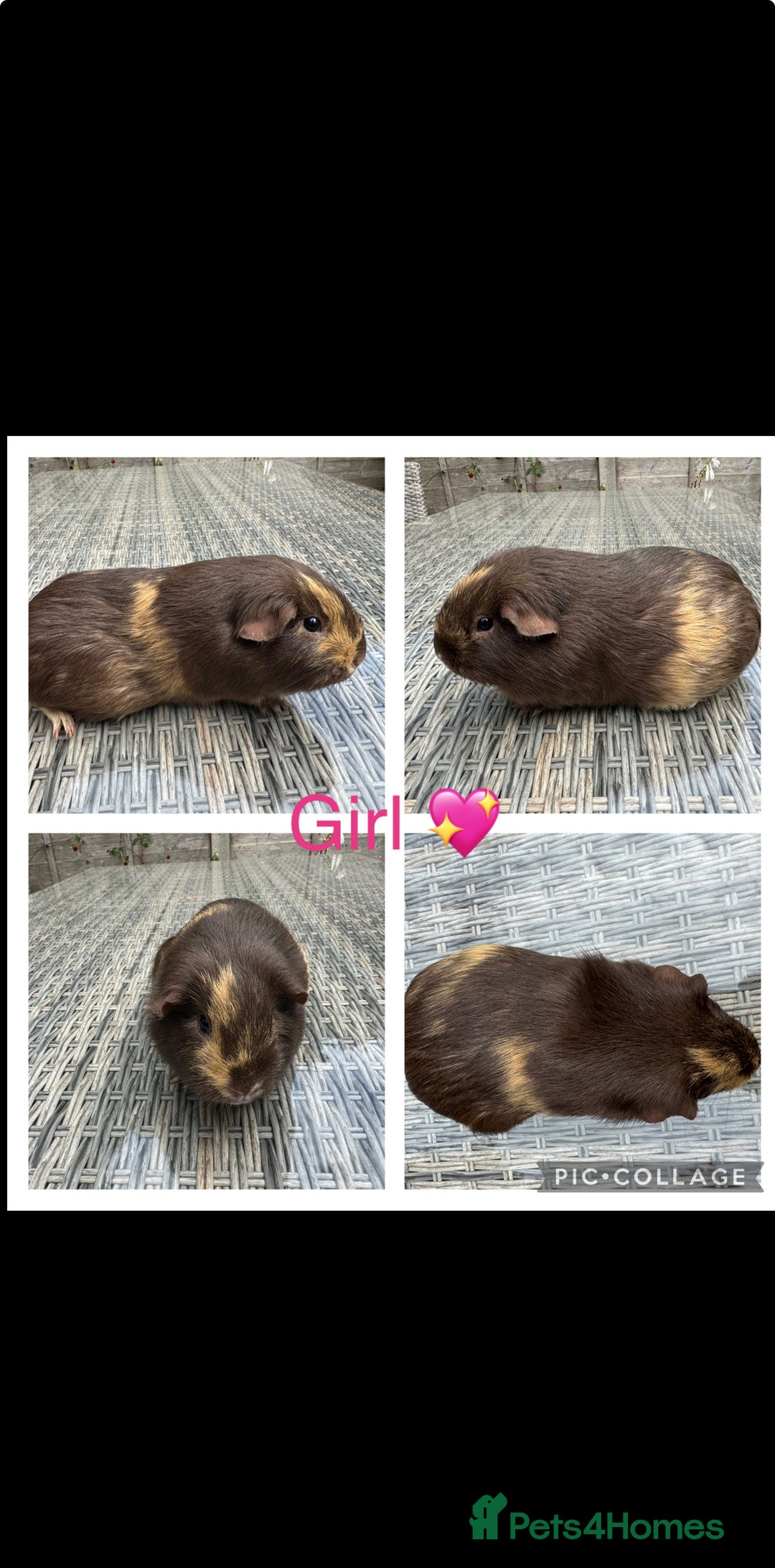 Guinea Pig rodents for sale: Mixture of Girl & Boy piggy’s looking for new laps - Advert 10