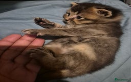 Scottish Fold cats for sale: Beautiful Scottish Fold/Straight X Kittens - Image 7