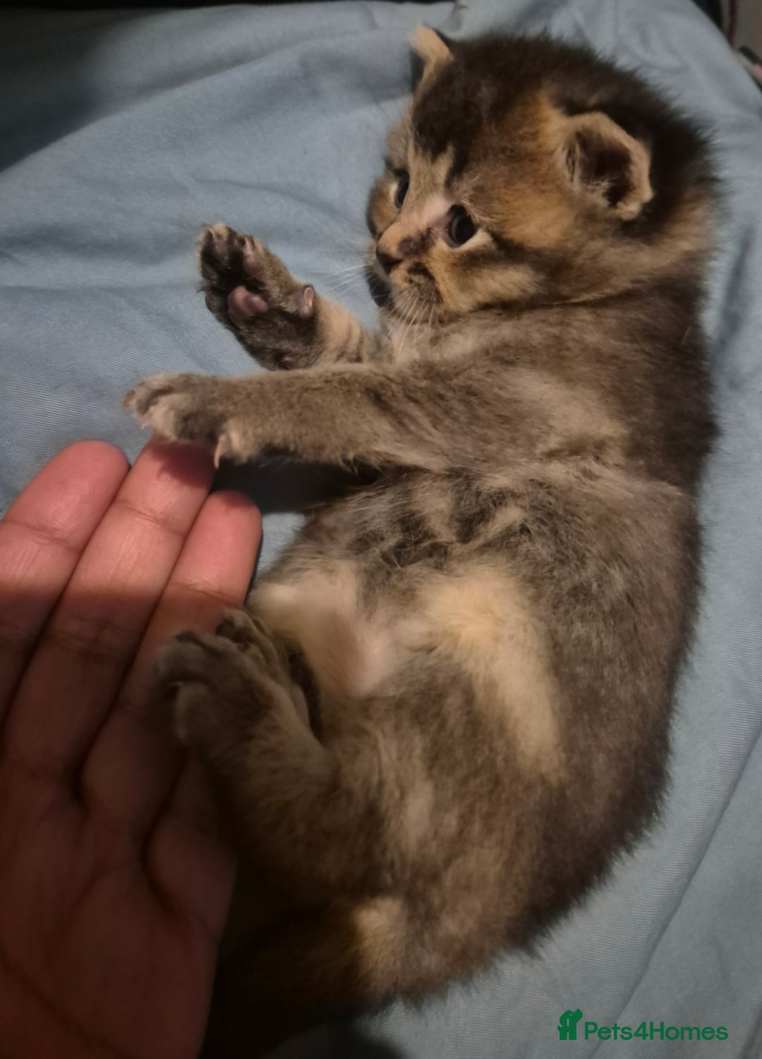 Scottish Fold cats for sale: Beautiful Scottish Fold/Straight X Kittens - Image 7