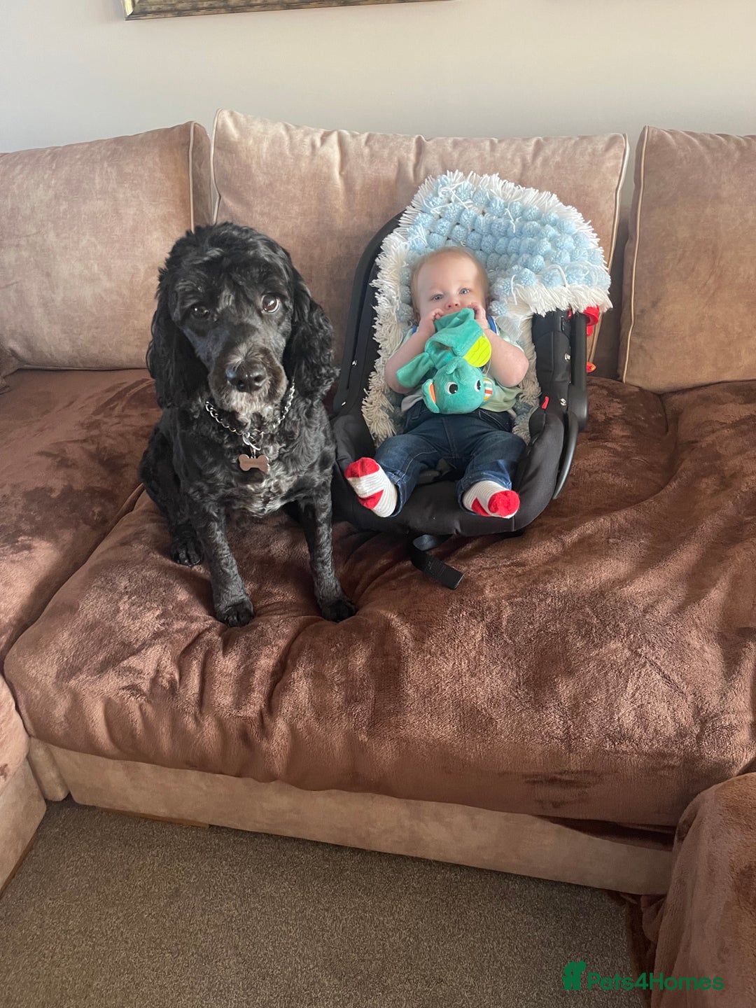 Cockapoo dogs for sale: 5 year old neutered male cockapoo to be rehomed  - Image 5