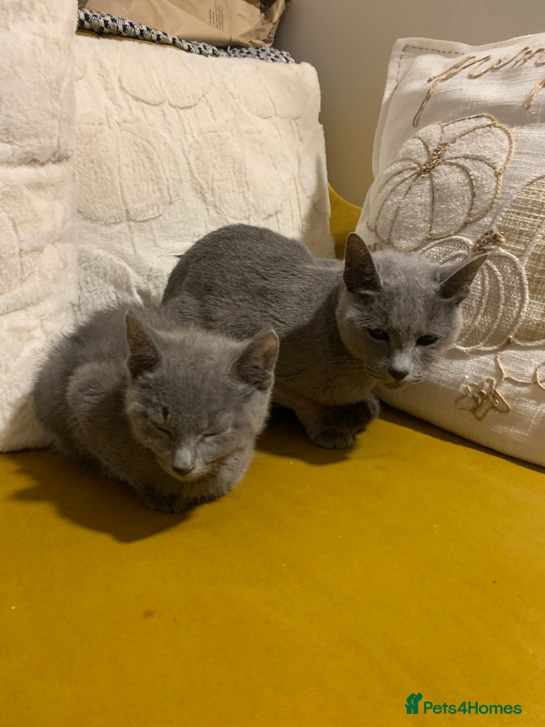 Russian Blue cats for sale: Gorgeous Championship Russian blue kittens  - Advert 23