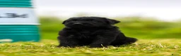 Giant Schnauzer dogs for sale: Working line Giant schnauzer puppies - Advert 13