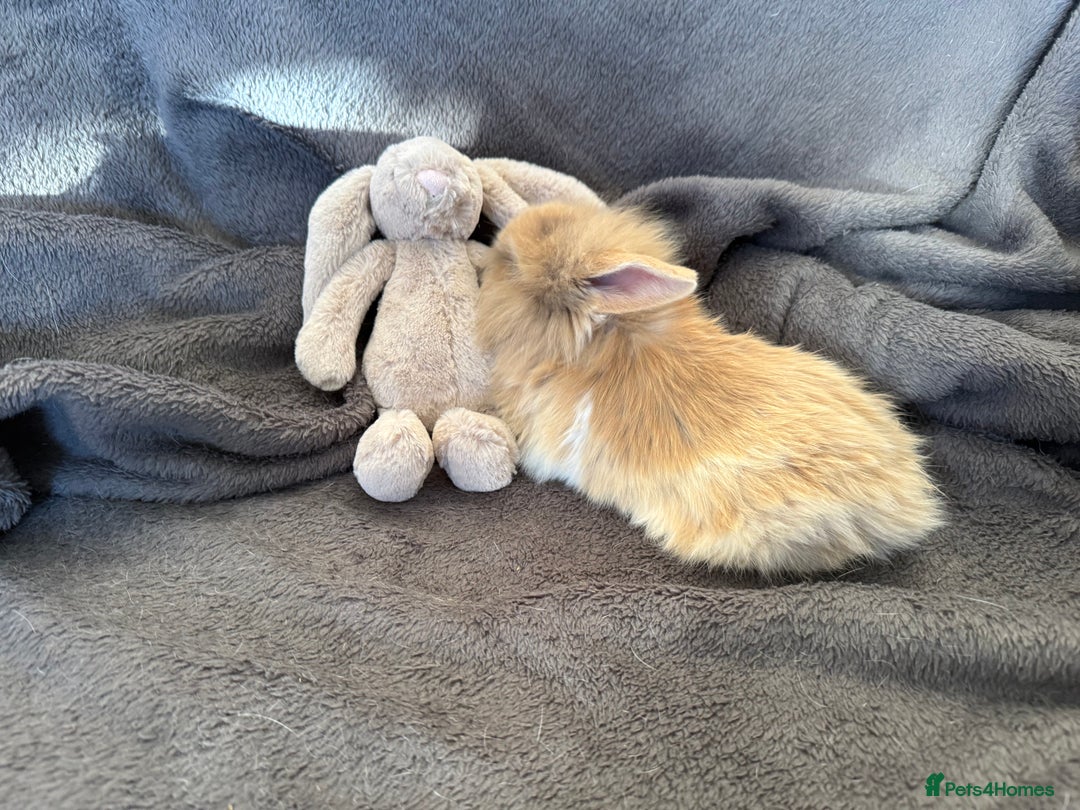 Mixed Breed rabbits for sale: Beautiful friendly baby bunnies ready in 4 weeks  - Advert 15