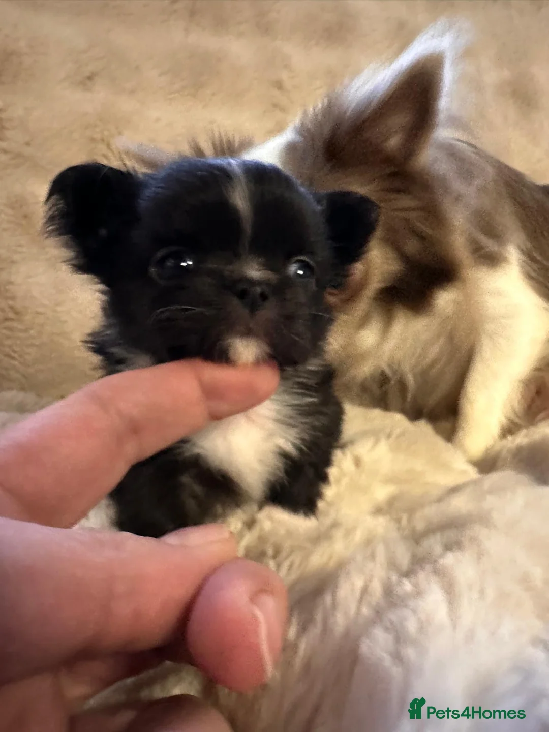 Chihuahua dogs for sale: Long hair, beautiful chihuahuas - Advert 5