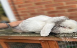 Angora rabbits for sale: Rabbits for adoption - Urgent - Image 10