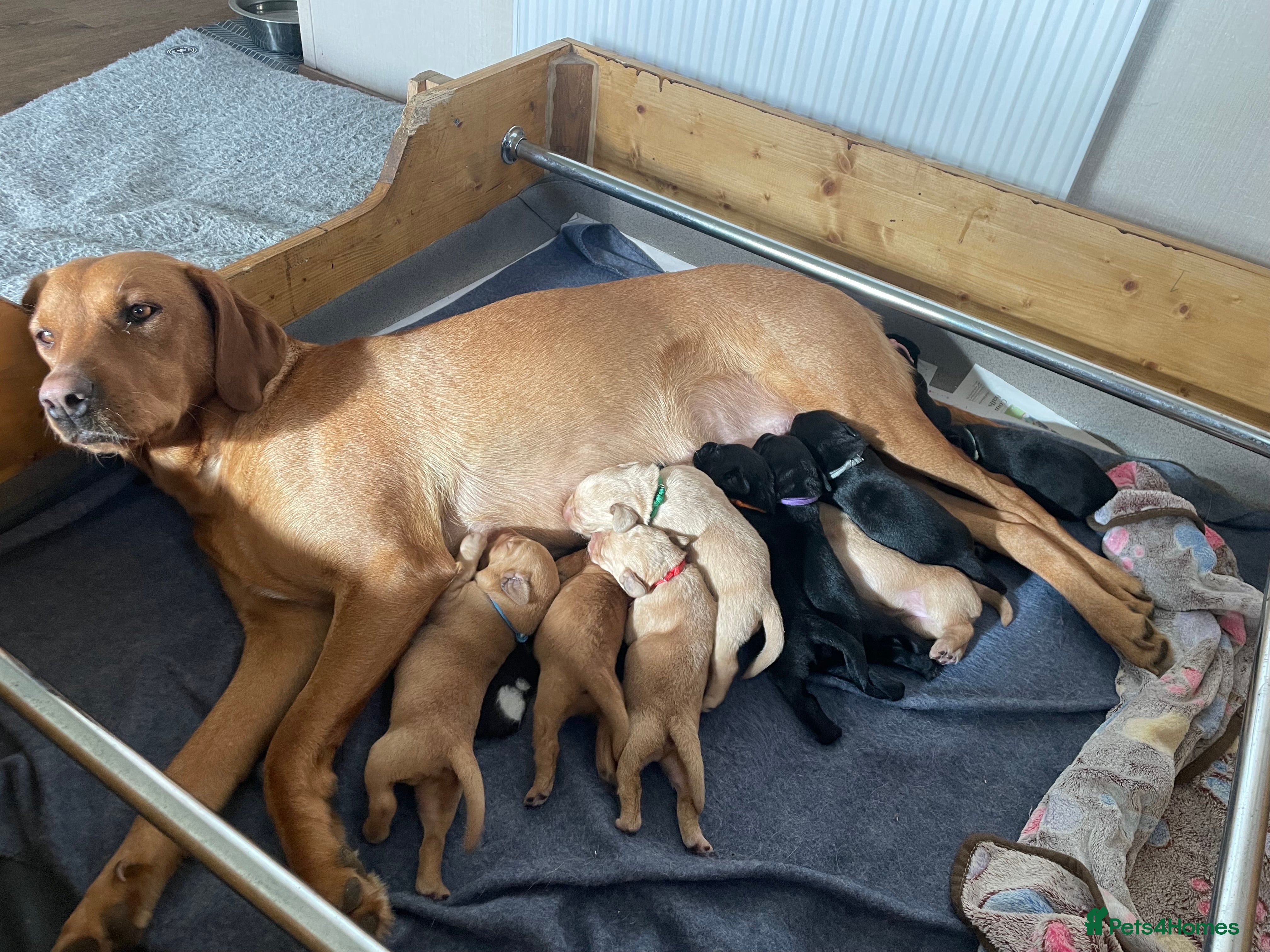 Labrador Retriever dogs Labrador puppies Black and Red fox - Advert 2