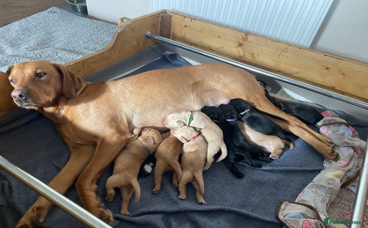 Labrador Retriever dogs Labrador puppies Black and Red fox - Advert 1