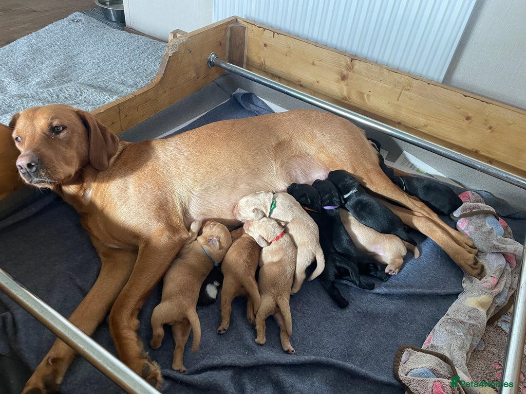 Labrador Retriever dogs for sale: Labrador puppies Black and Red fox - Advert 1