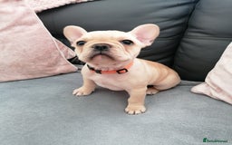 French Bulldog dogs for sale: Gorgeous French bulldog puppies Just 1 girl left!  - Advert 27