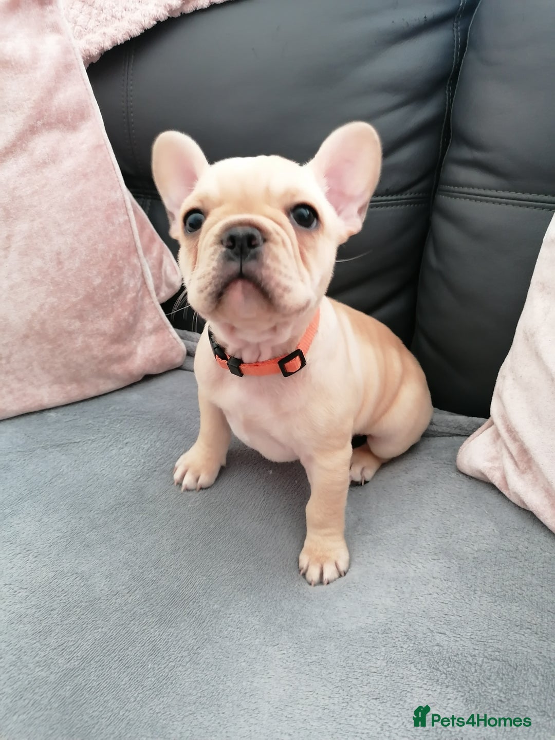 French Bulldog dogs for sale: Gorgeous French bulldog puppies Just 1 girl left!  - Advert 27