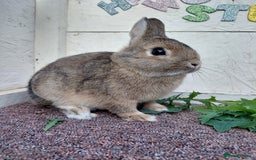 Netherland Dwarf rabbits for sale: Netherland Dwarf babies and adults - Image 1