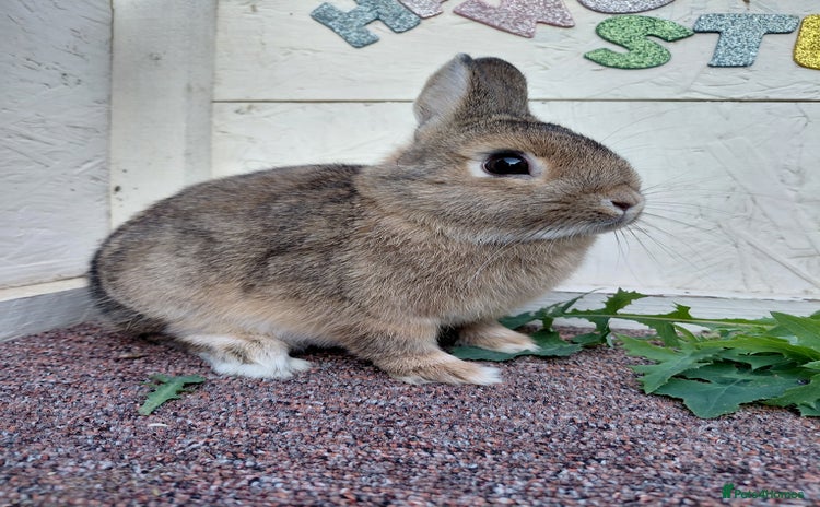 Netherland Dwarf rabbits - Advert 2