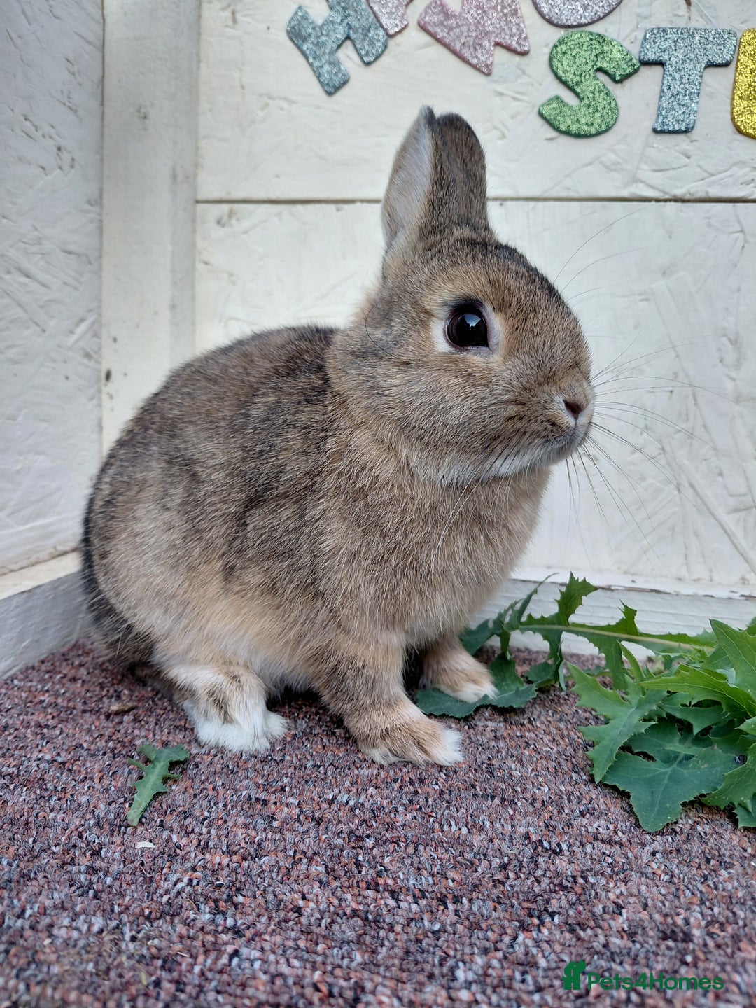 Netherland Dwarf rabbits for sale: Netherland Dwarf babies and adults - Image 1
