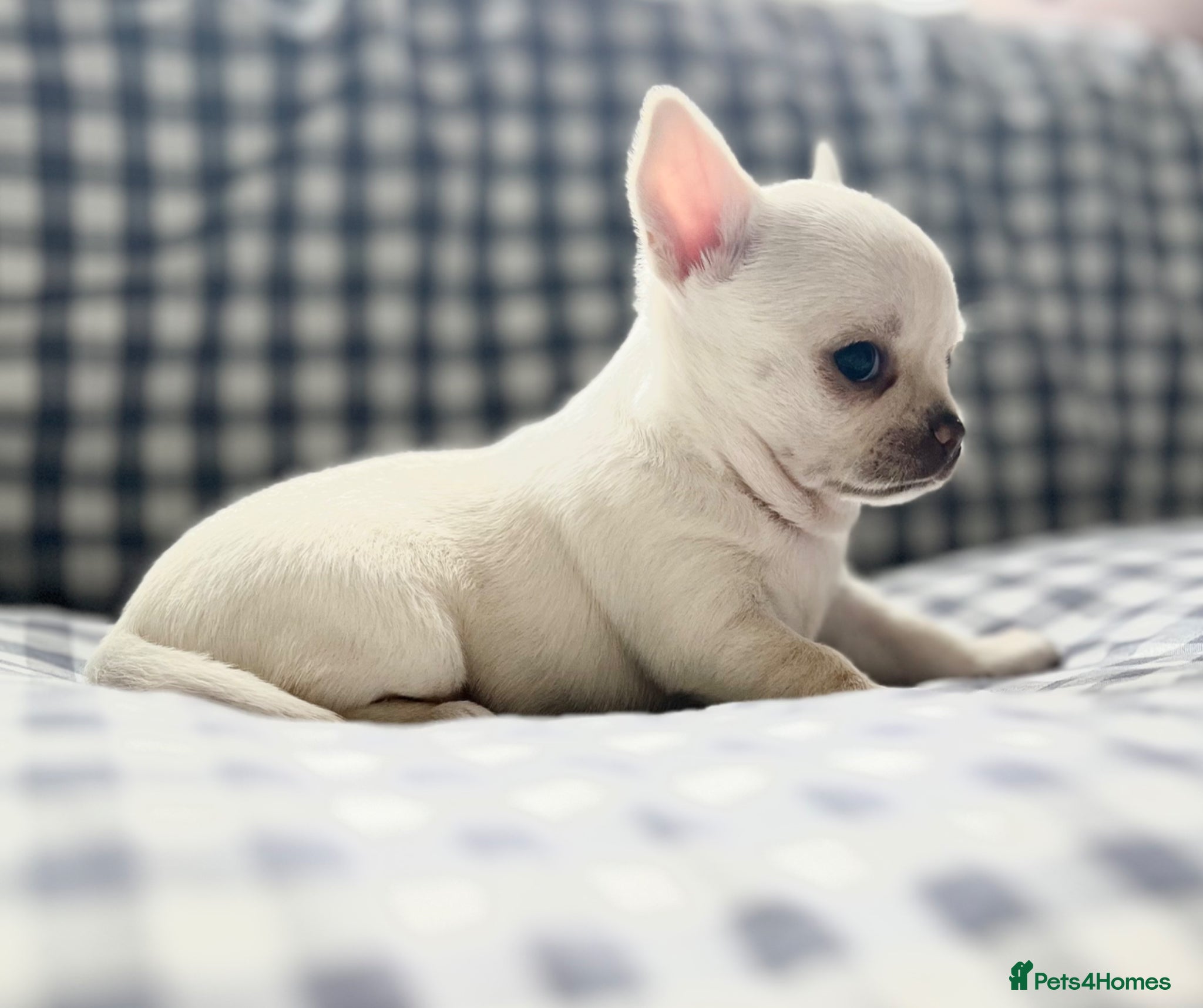Chihuahua dogs SMOOTH KC REG chihuahua pups cream champion lines - Advert 2