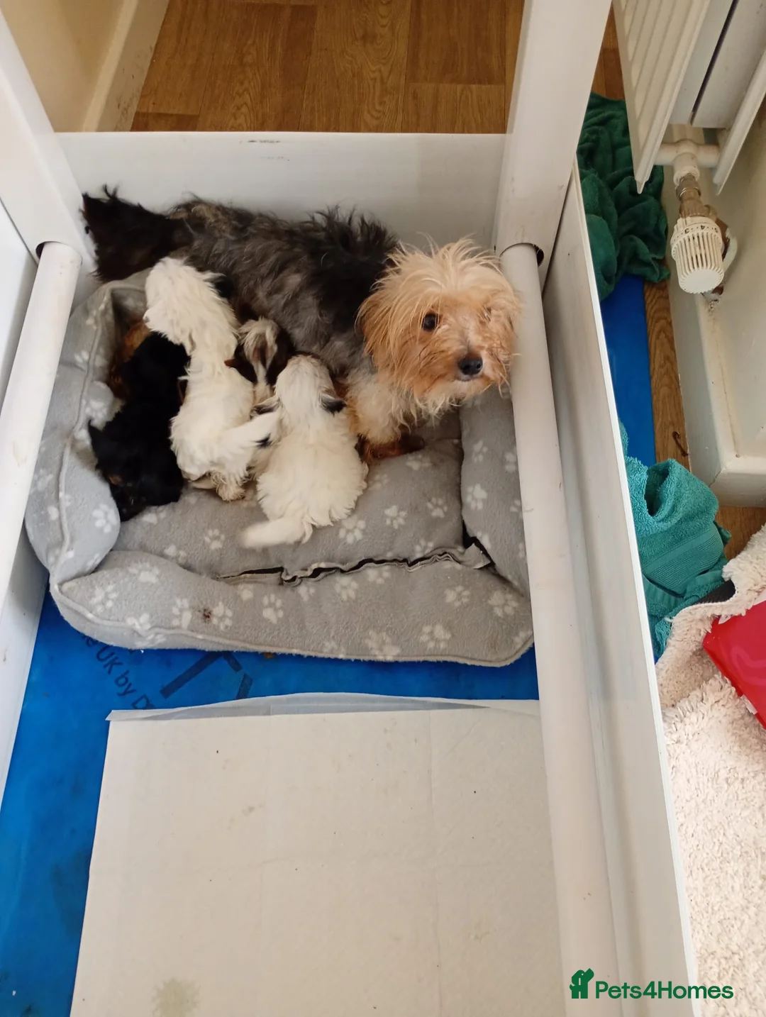 Yorkshire Terrier dogs for sale: Yorkshire pups for sale  in Manchester - Advert 12