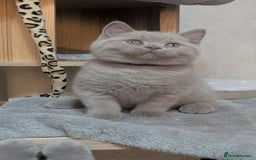 British Shorthair cats for sale: Only one boy available 💜🐾 - Image 3