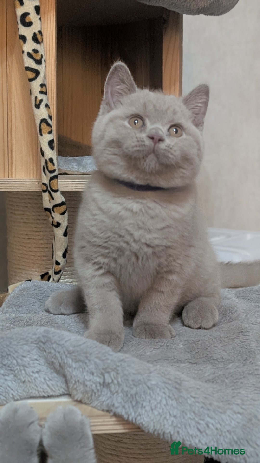 British Shorthair cats for sale: Only one boy available 💜🐾 - Image 3