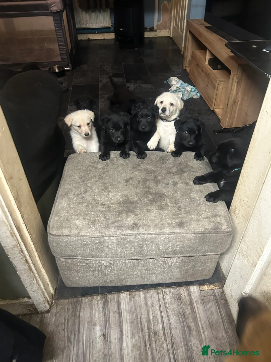 Sheprador dogs for sale: 9 beautiful puppies for sale  in Wolverhampton - Advert 2