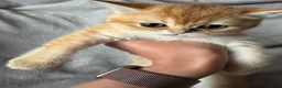 British Shorthair cats for sale: 🐾 Champion Bloodline BSH Golden Kittens 🐾 - Advert 29