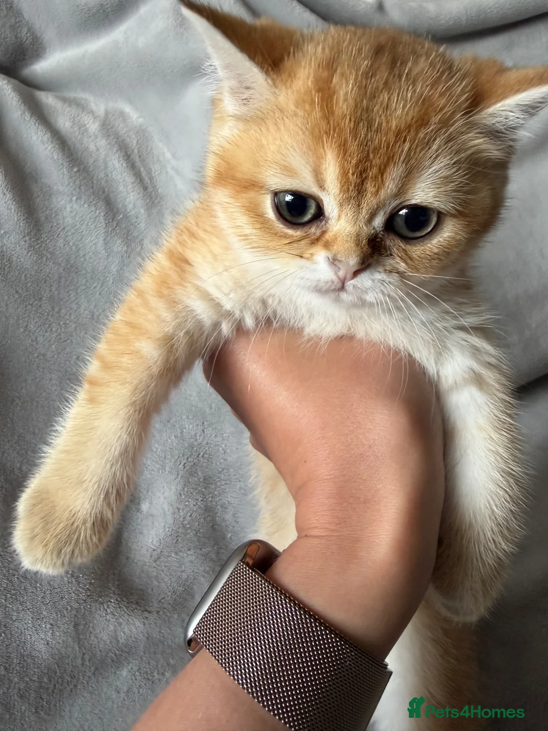 British Shorthair cats for sale: 🐾 Champion Bloodline BSH Golden Kittens 🐾 - Advert 29