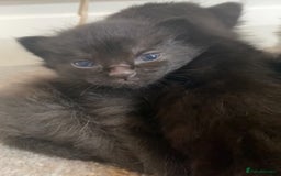 Mixed Breed cats for sale: Playful kittens for sale  - Image 9