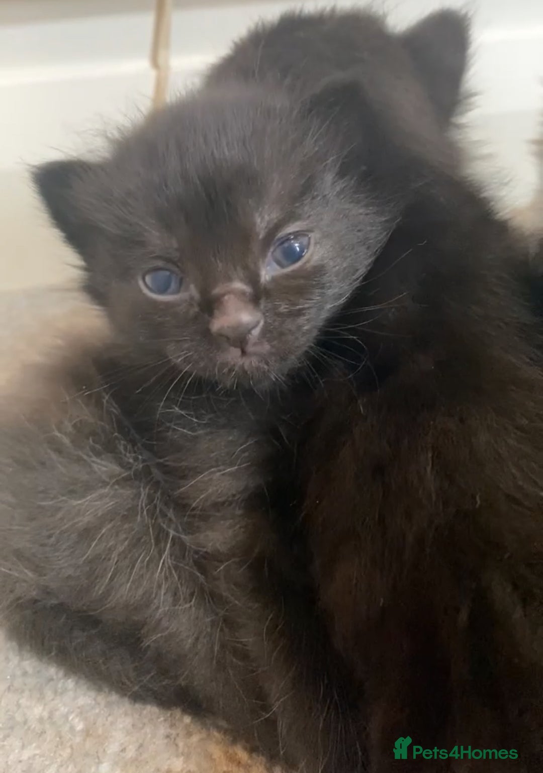 Mixed Breed cats for sale: Playful kittens for sale  - Image 9