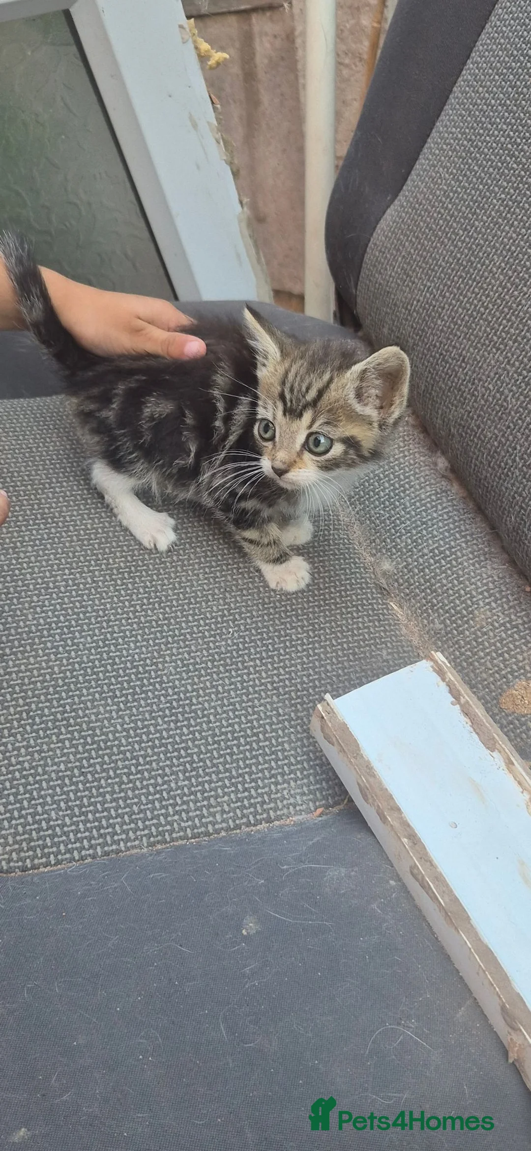 Mixed Breed cats for sale: 3 kittens in need of a lovely home - Advert 2