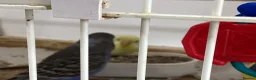 Budgerigars birds for sale: New baby budgies ready next week  - Advert 5