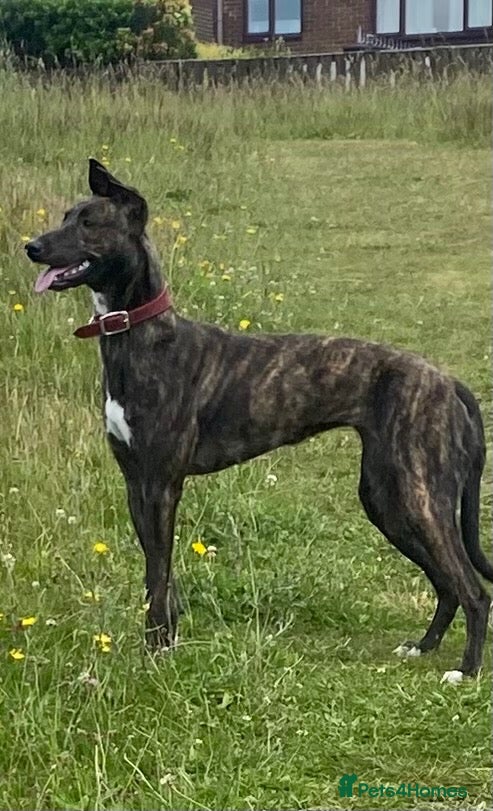 Lurcher dogs for sale: Stunning pups. Beautifully bred lurchers - Advert 6