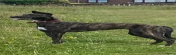 Lurcher dogs for sale: Stunning pups. Beautifully bred lurchers - Advert 1