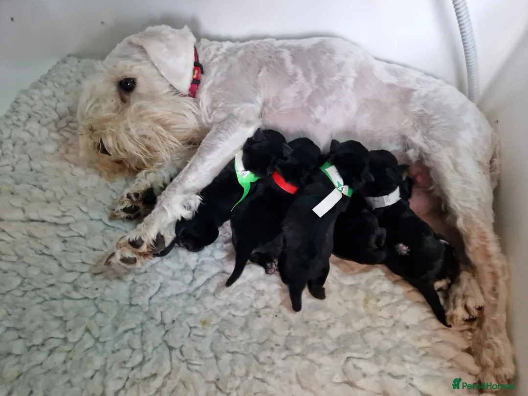Miniature Schnauzer dogs for stud: CHAMPION SIRED eye/mac clear BLACK BOY AT STUD in Hessle - Advert 8