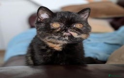 Exotic cats for sale: Exotic female kitten - Image 1