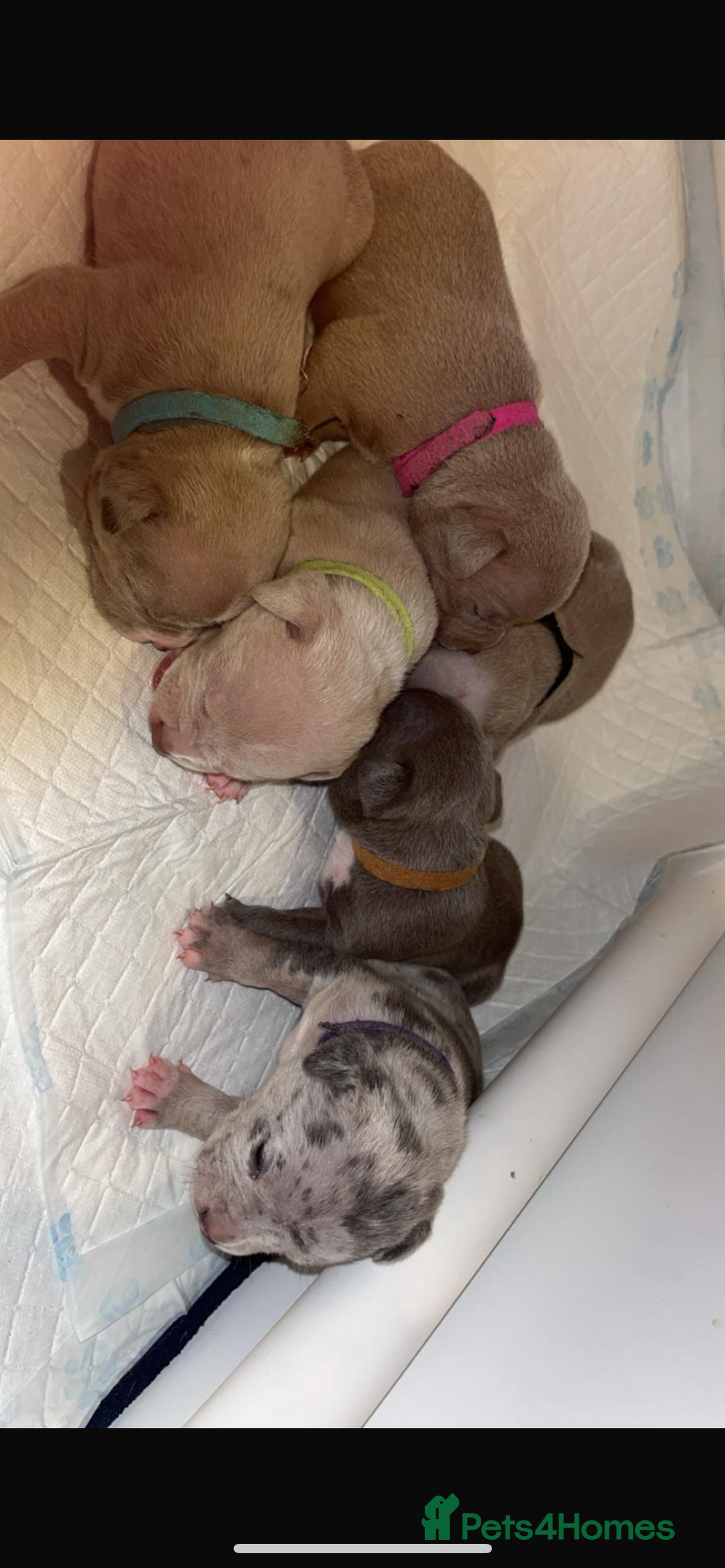 American Bull Staffy dogs for sale: 10 pocket bully - Image 4