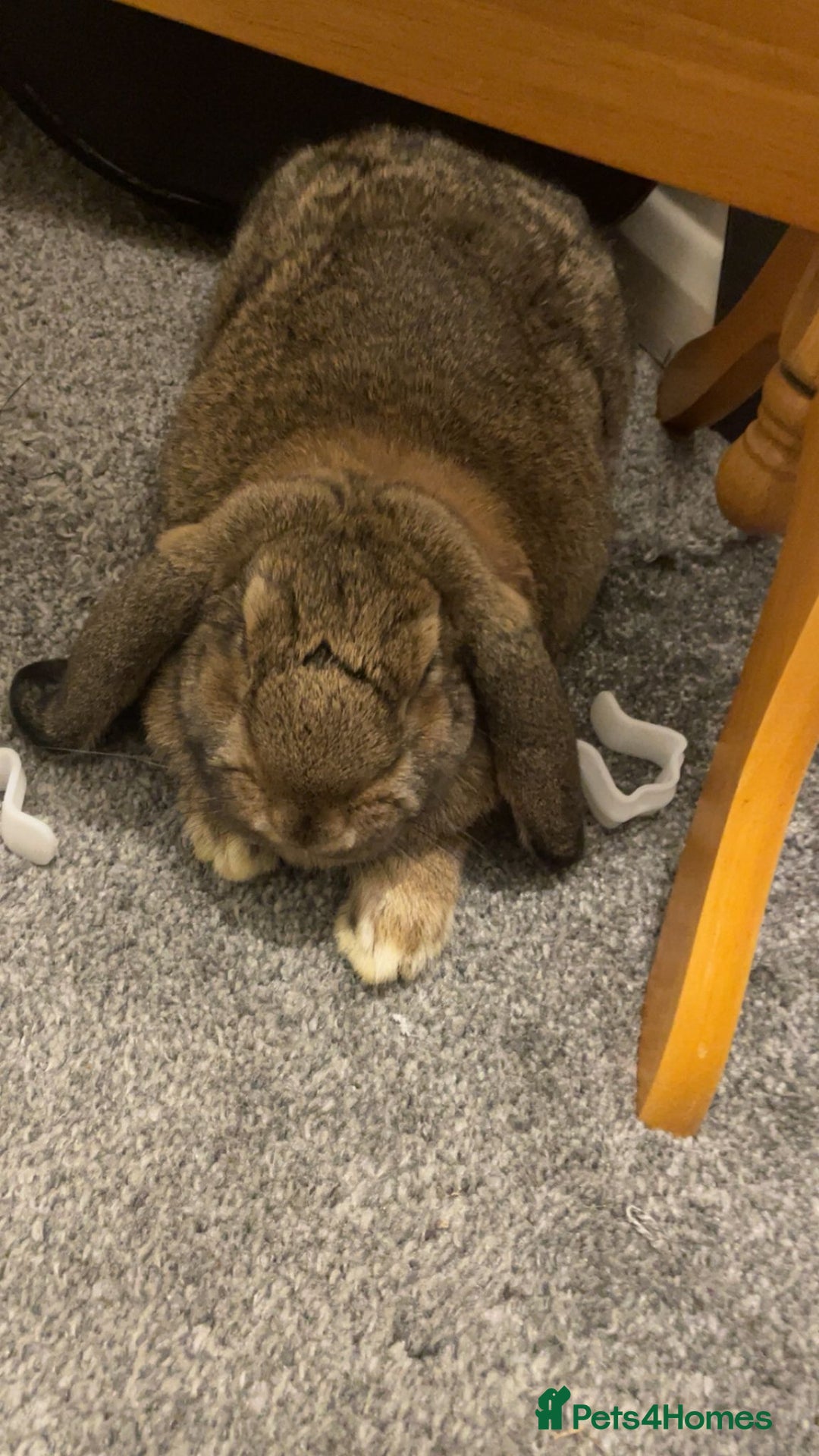 French Lop rabbits for sale: 2 beautiful natured lops free to a good home - Advert 2