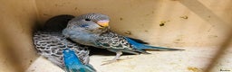 Budgerigars birds for sale: Black face, Black wing, splits, hogoromo budgies  - Advert 3