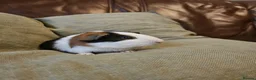 Guinea Pig rodents for sale: Baby Guinea Pigs in Rhyl - Advert 9