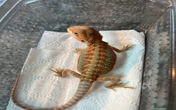 Bearded Dragon reptiles for sale: Baby Bearded Dragon Ready To Go !!!🍊🦎💙 - Image 9